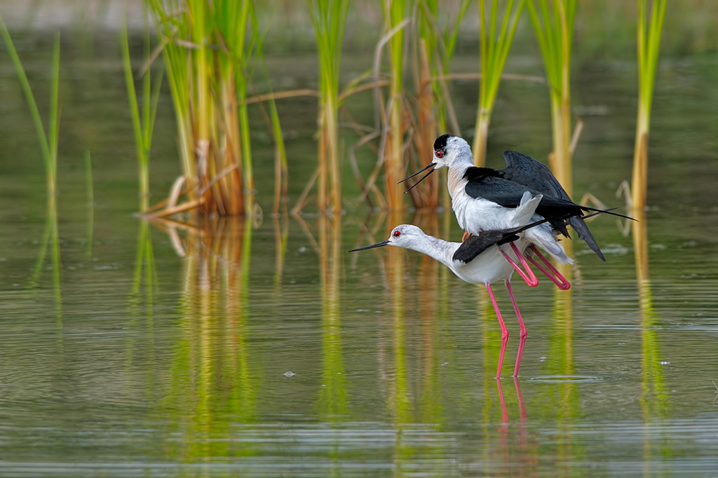 Cavaliere d'italia ( Himantopus himantopus)
