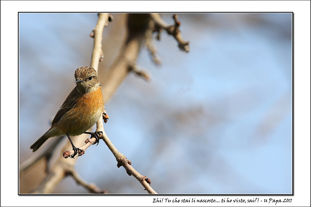 Ehi! Tu che stai li nascosto... ti ho visto, sai?!