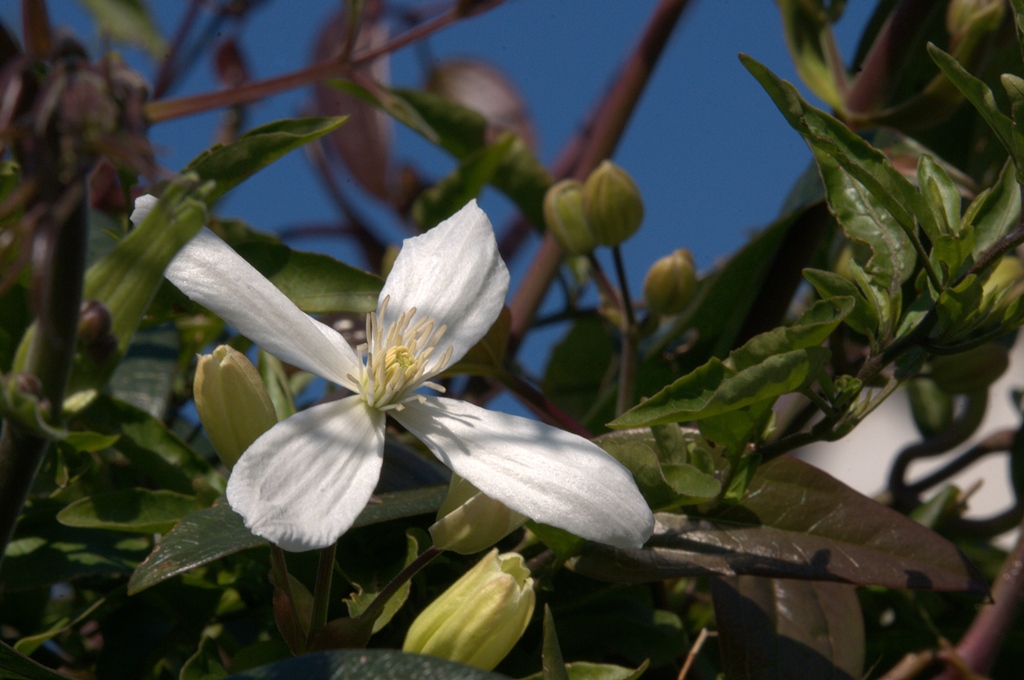 accenni di primavera