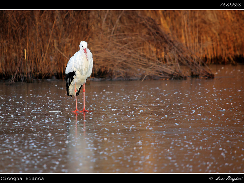 Cicogna Bianca