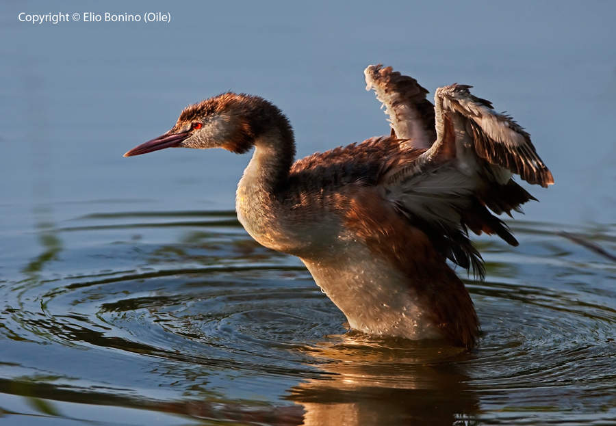 Podiceps cristatus (Svasso Maggiore)