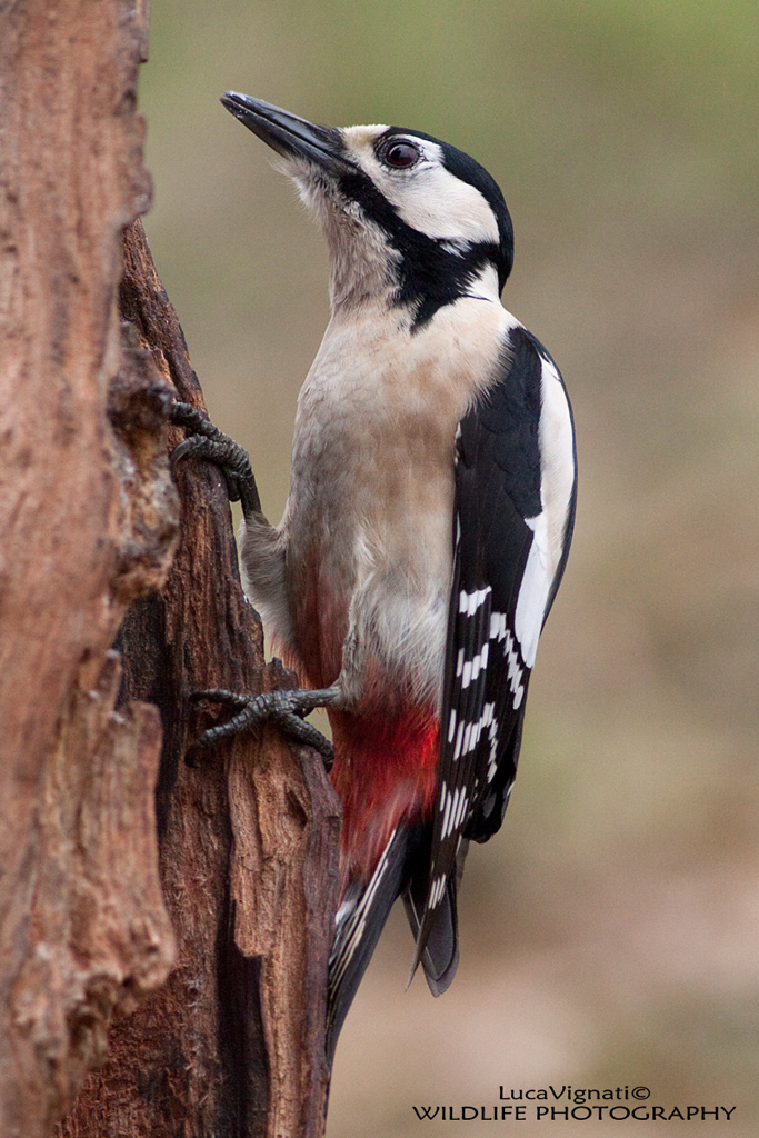 Picchio Rosso Maggiore