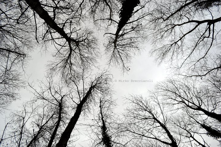 Alberi da tutte le parti