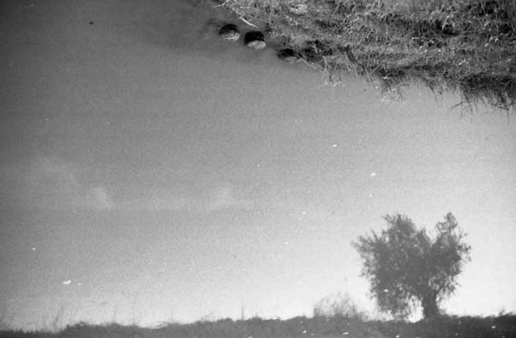 Albero, nuvola e Orione