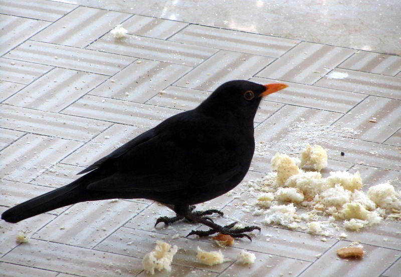 Dopo il pettirosso anche il merlo