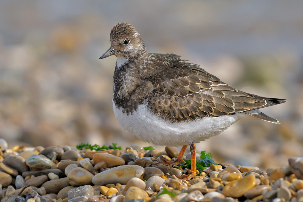 Voltapietre - Arenaria interpres