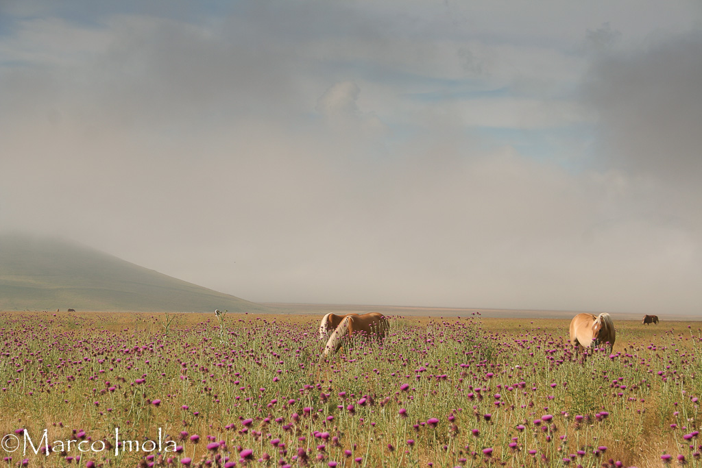 L'armonia del Piangrande