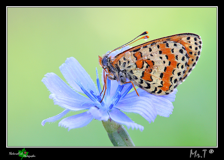 ...Melitaea didyma...