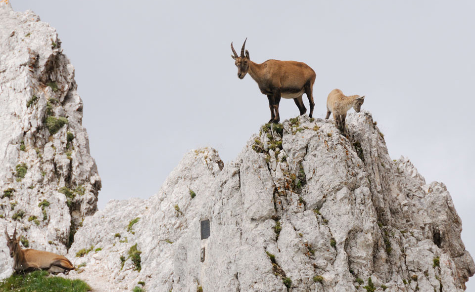Stambecchi al Jof Fuart