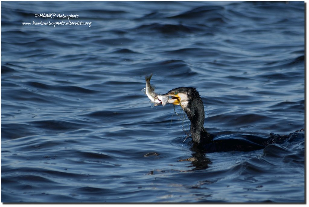Cormorano(Phalacrocorax carbo)