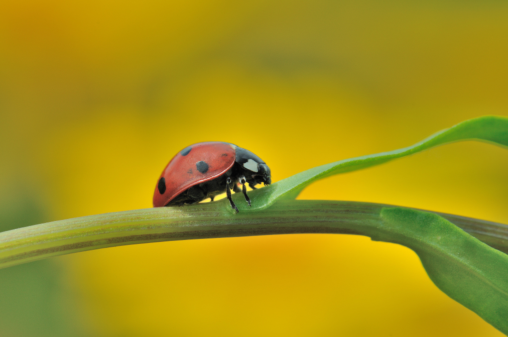 Coccinella