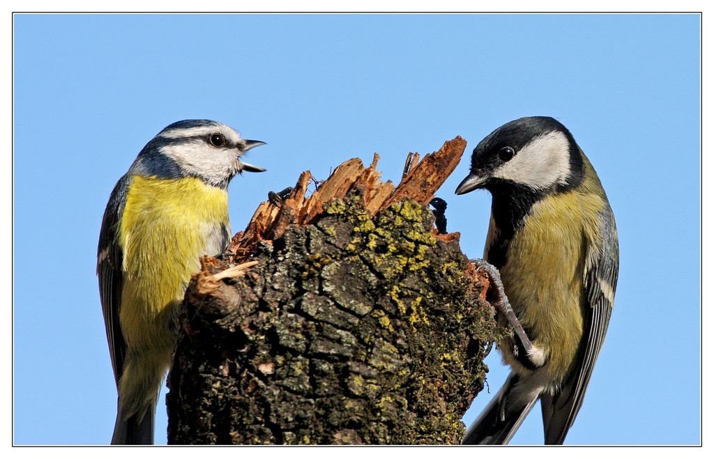 Vattene! Sono arrivata prima io.