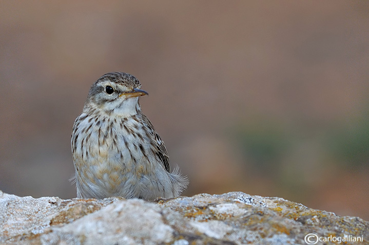 Pispola di berthelot