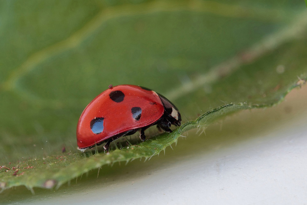 ...Coccinella Al Pascolo...!!!