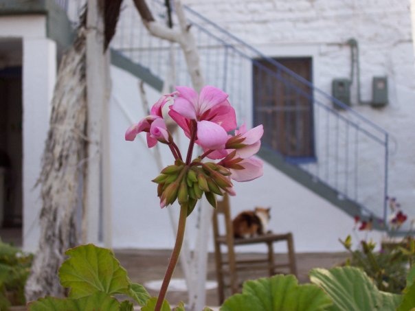 il riposo del felino