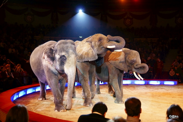 Preistorica pazienza