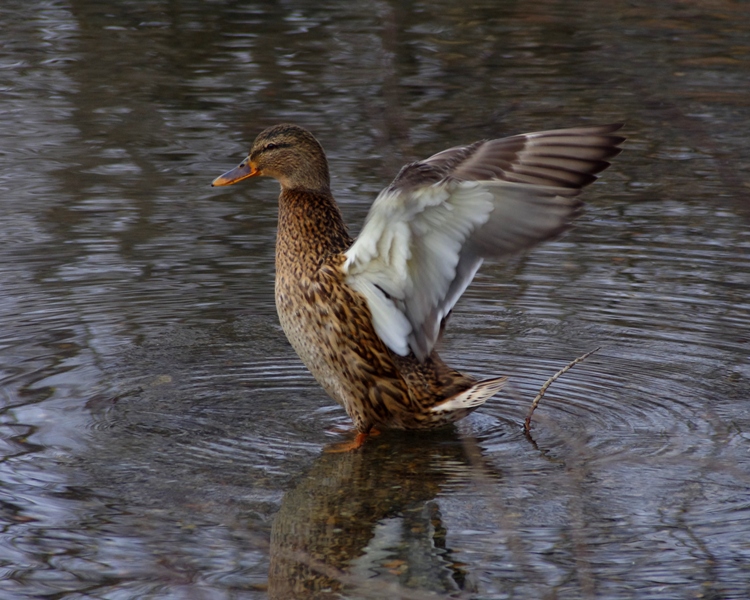 Femmina di germano reale
