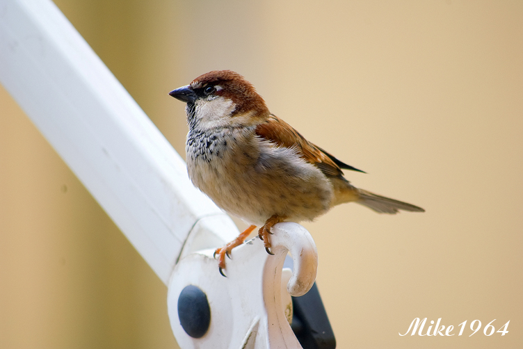 Il solito passerotto...