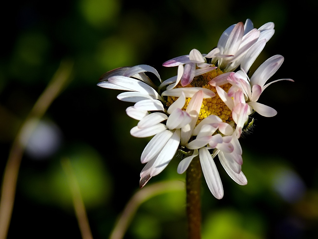 Appena sveglia....tutta spettinata