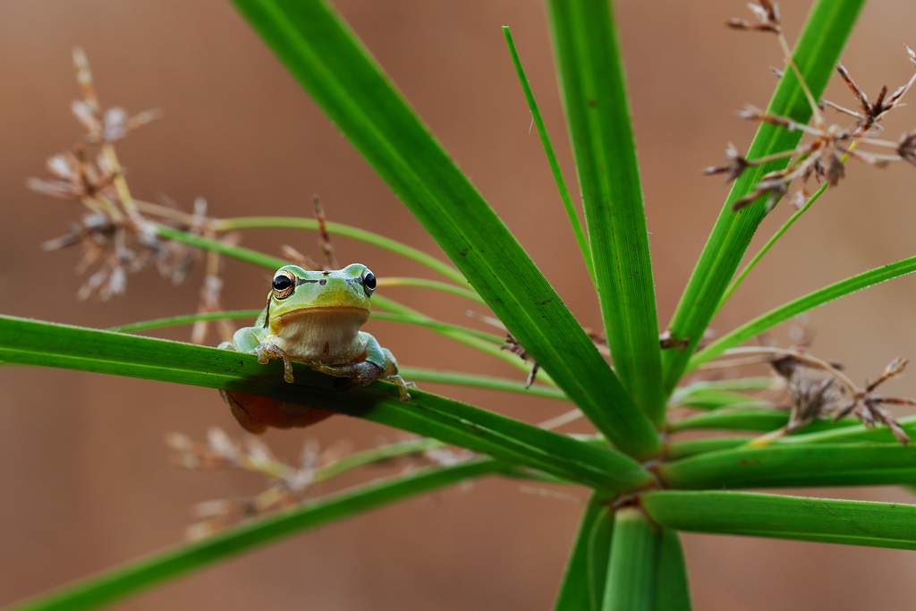 La piccola Hyla e la sua giostrina di frasche
