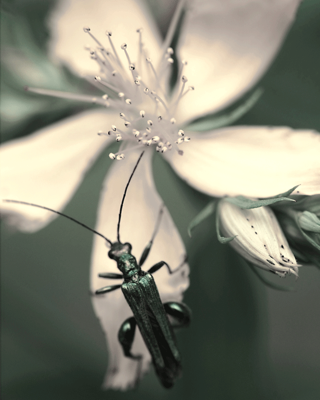 oedemera nobilis