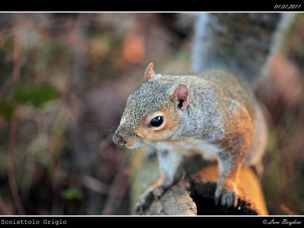 Scoiattolo # 3