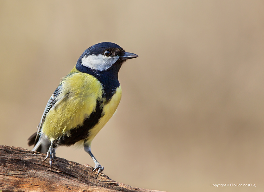 Cinciallegra-(Parus-major)
