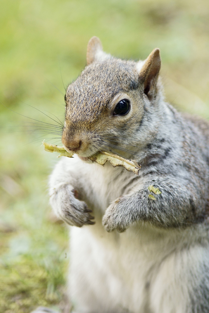 Il pasto dello scoiattolo