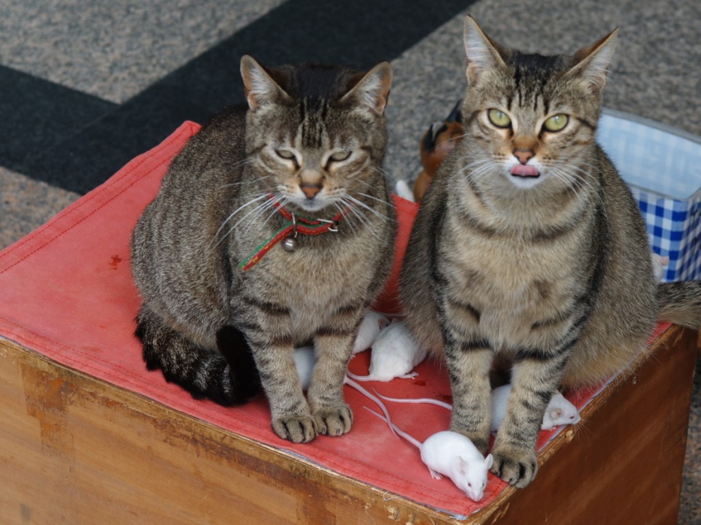 Innaturale convivenza