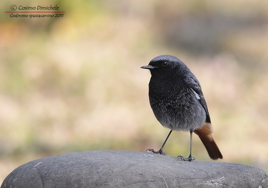 Codirosso Spazzacamino #3