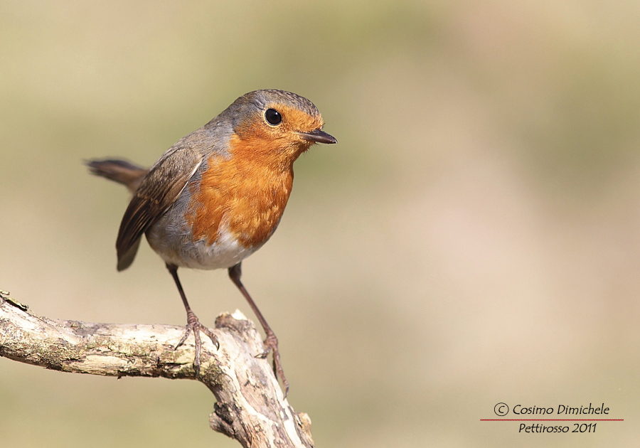 Pettirosso #3