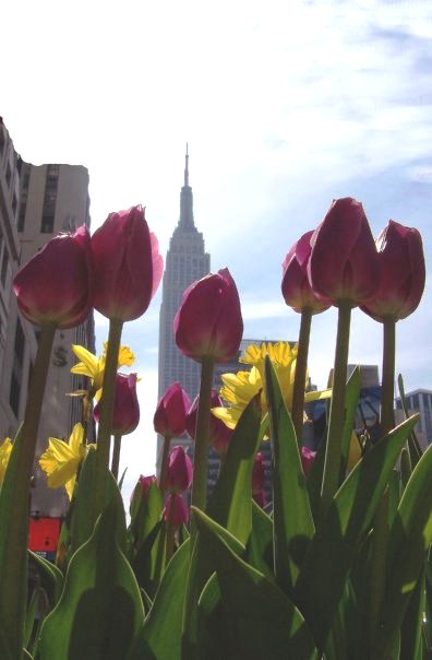 il tulipano ed il grattacielo
