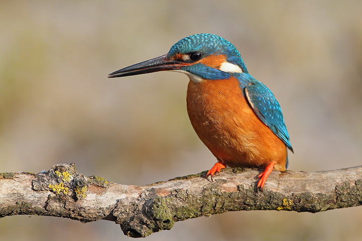 Altro martin pescatore