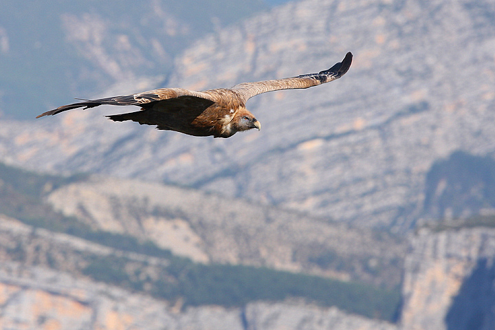 VOLANDO SUL CANYON......