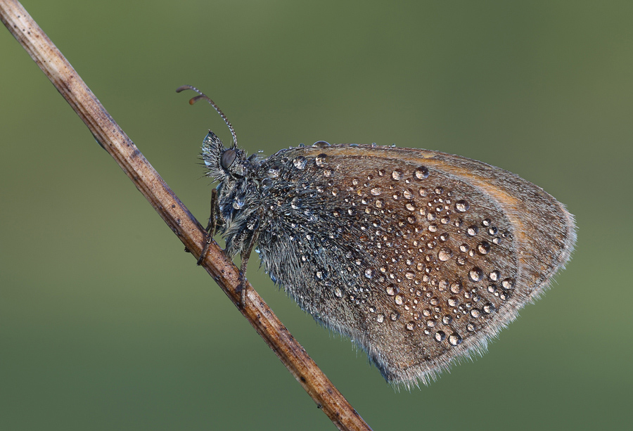 Coenonympha pamphilus