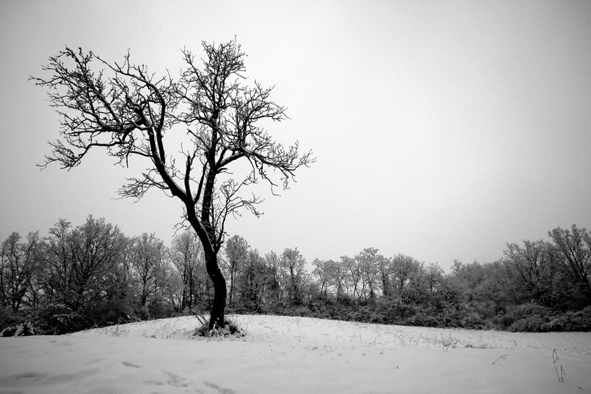 Paesaggio Innevato