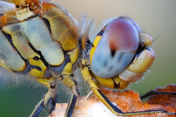 magico sympetrum