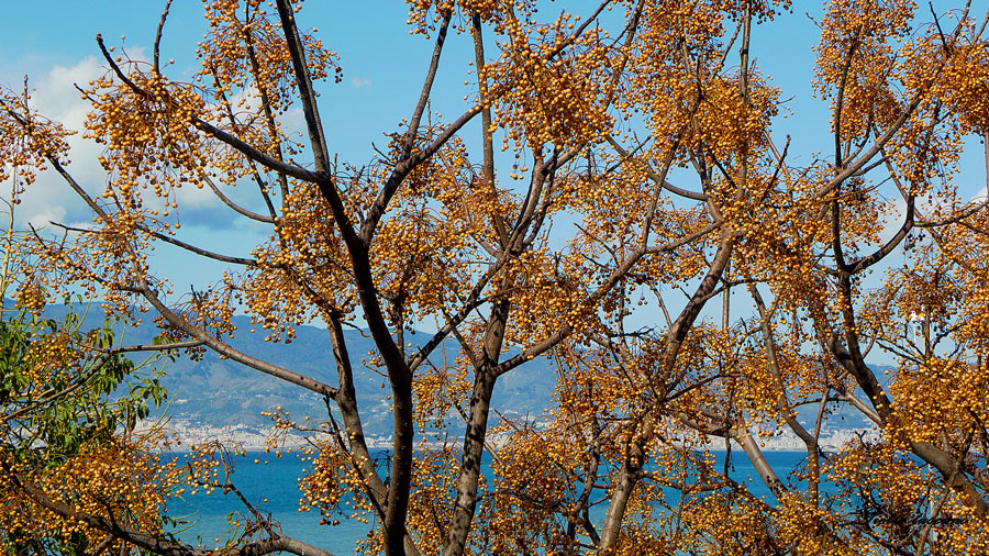 Il mare oltre i rami 2