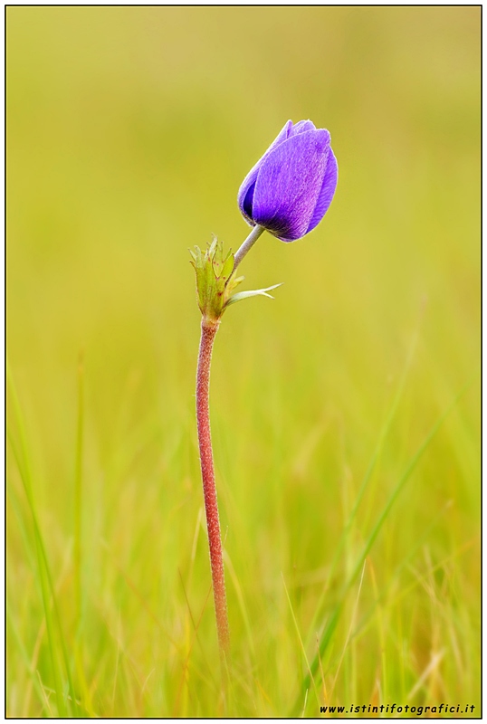 Anemone coronaria