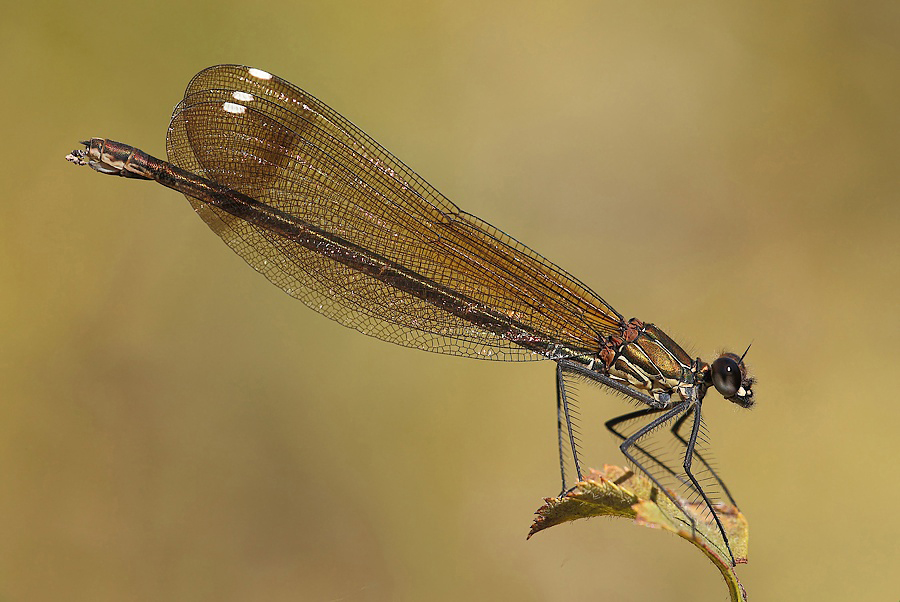 ...Ali Di Cristallo...!!!