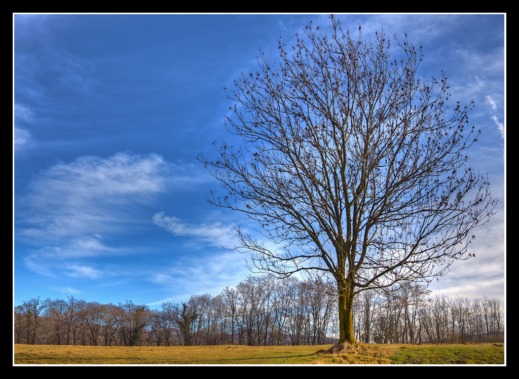 Albero HDR