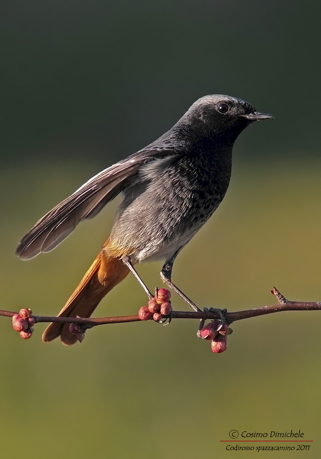 Codirosso Spazzacamino #4