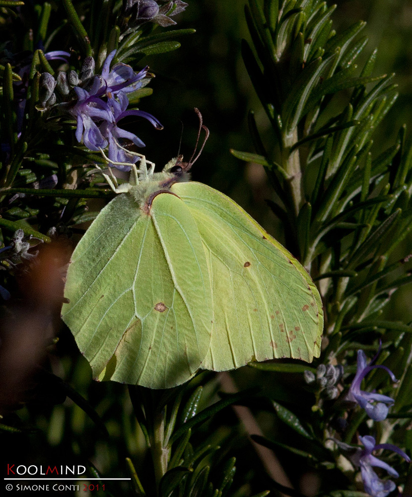 Limoncella... un po' cos�