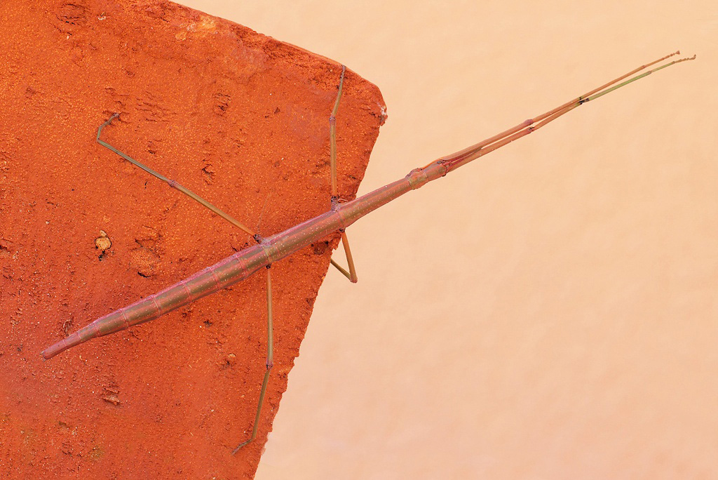 ...Insetto Stecco...!!!