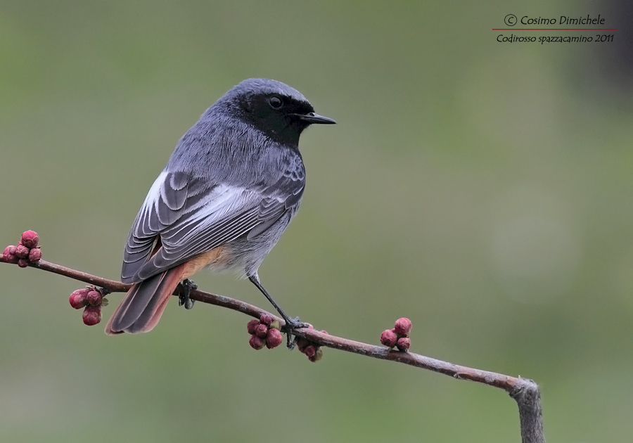 Il mio amico Codirosso Spazzacamino