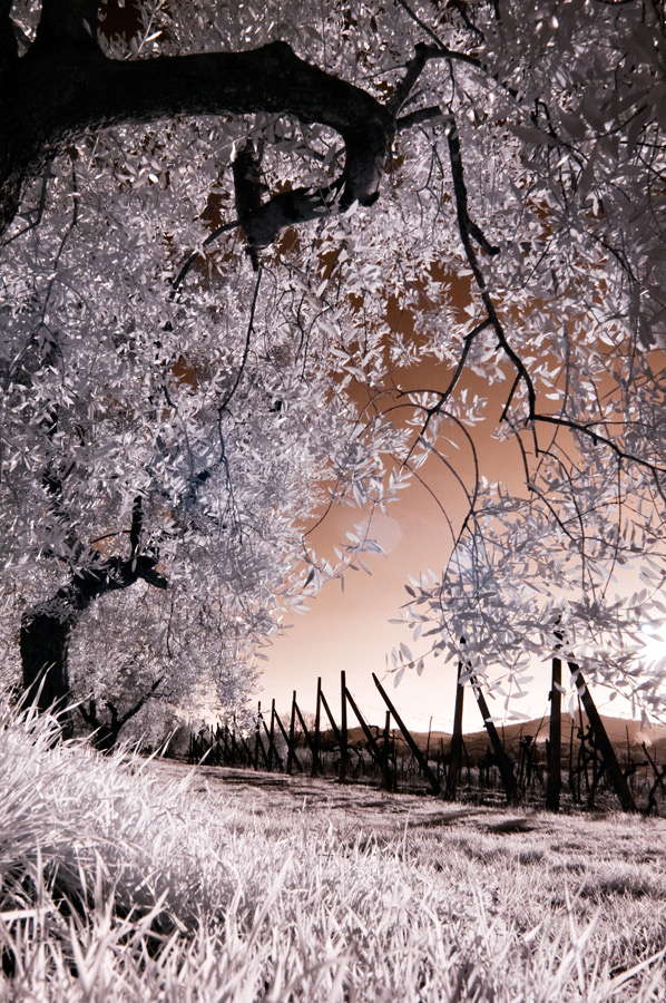 primi ir di stagione II