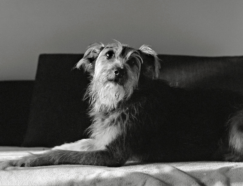 Italia's next top model (new entry)