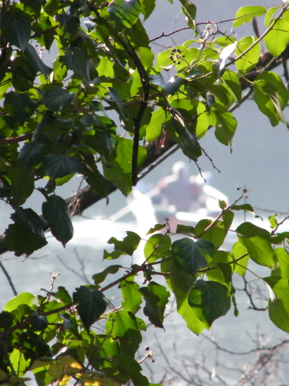 chi si nasconde dietro i rami?