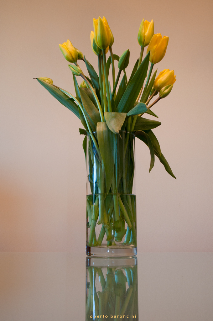 sono allergico alla mimosa