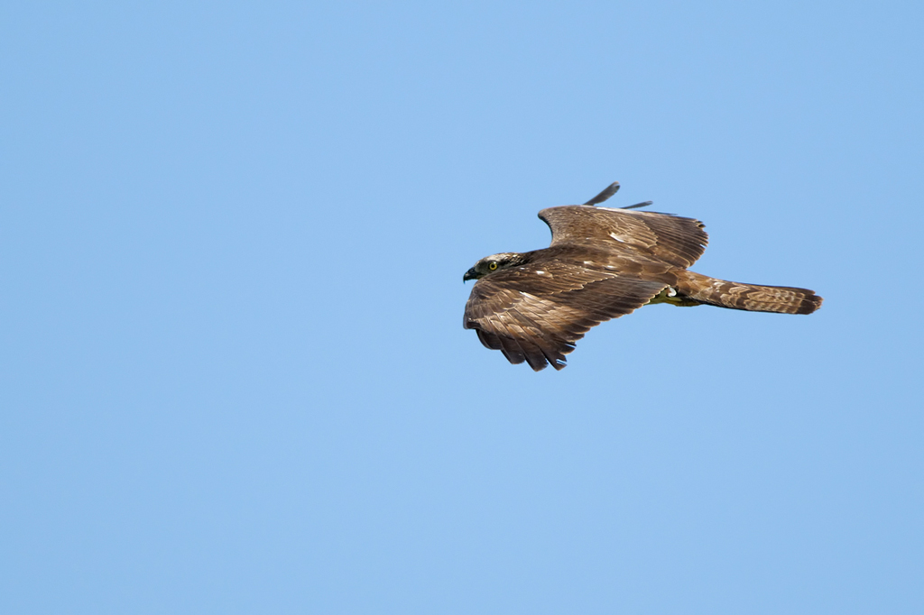 Falco pecchiaiolo ( Pernis apivorus)
